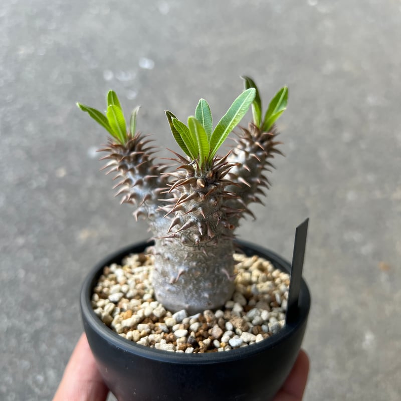 Tadashi Ishida パキポディウム☆マカイエンセ パキポディウム マカイエンセ2 | STELLA.PLANTS