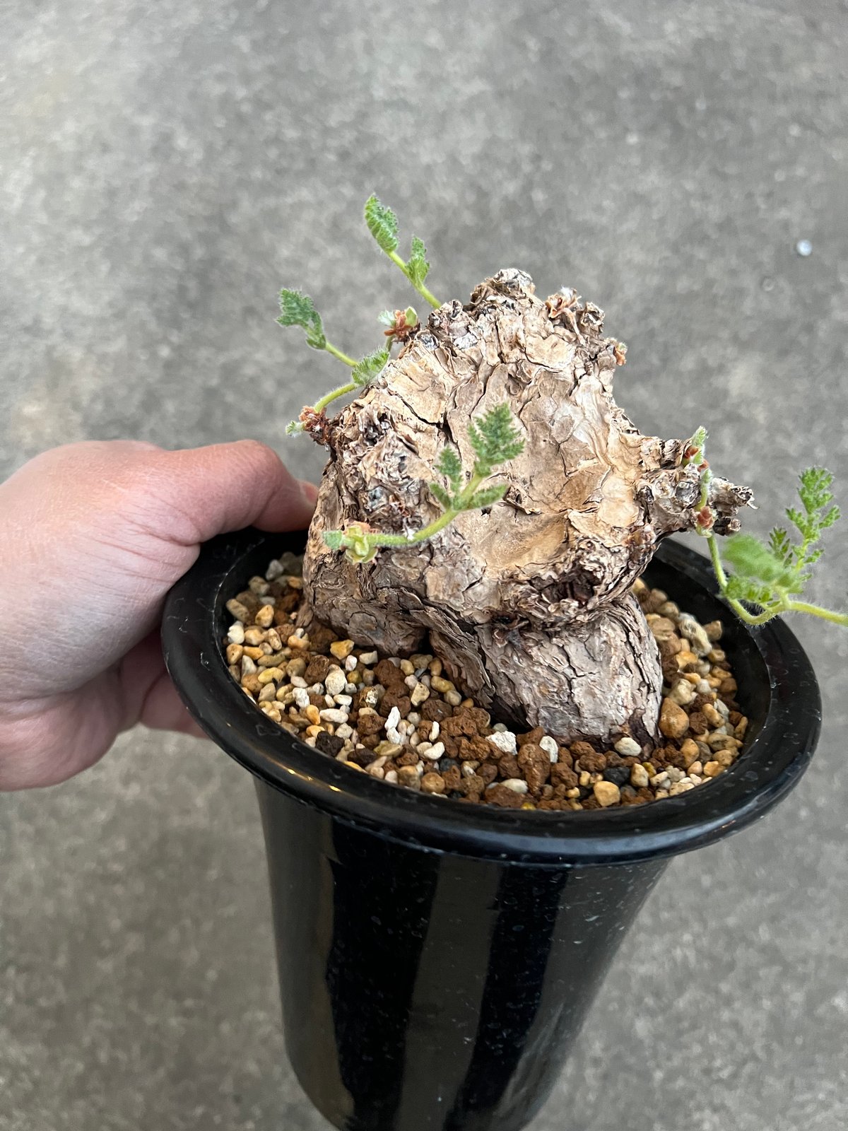 ペラルゴニウム　トリステ　現地球　発根済 ペラルゴニウム トリステ Pelargonium triste 発根済 ペラルゴニウム