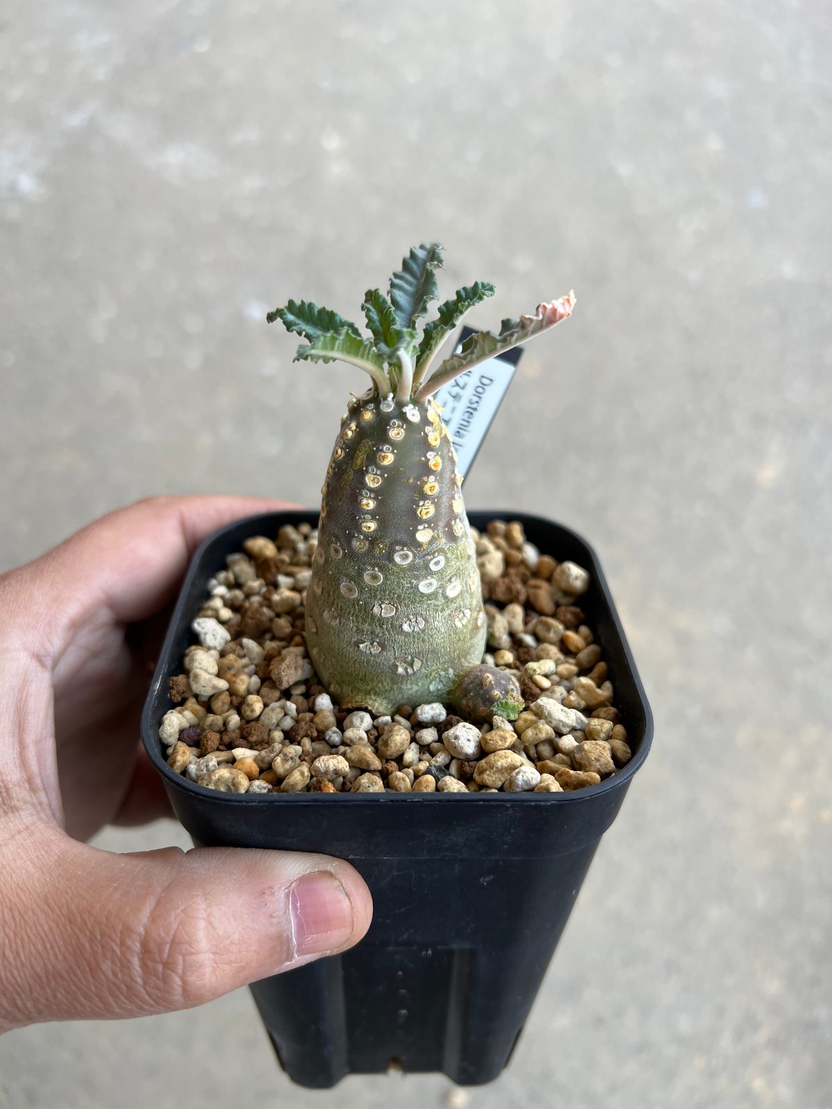 タコ足 ドルステニア ラブラニー 有難かっ