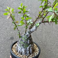 フォークイエリア ファシクラータ