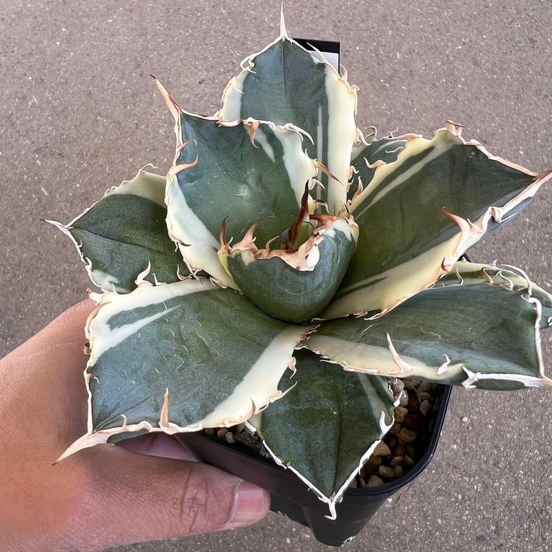 アガベ チタノタ 白鯨錦2 | STELLA.PLANTS