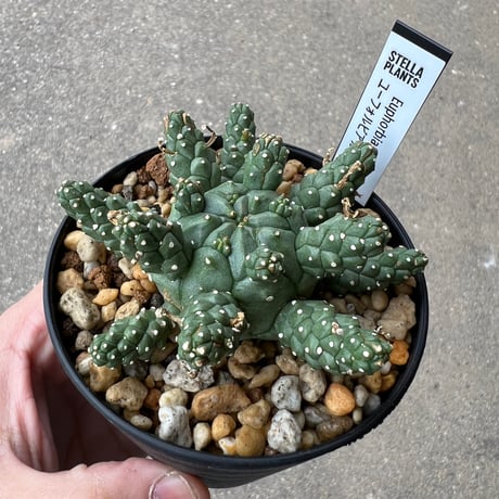 ユーフォルビア ガムケンシス3