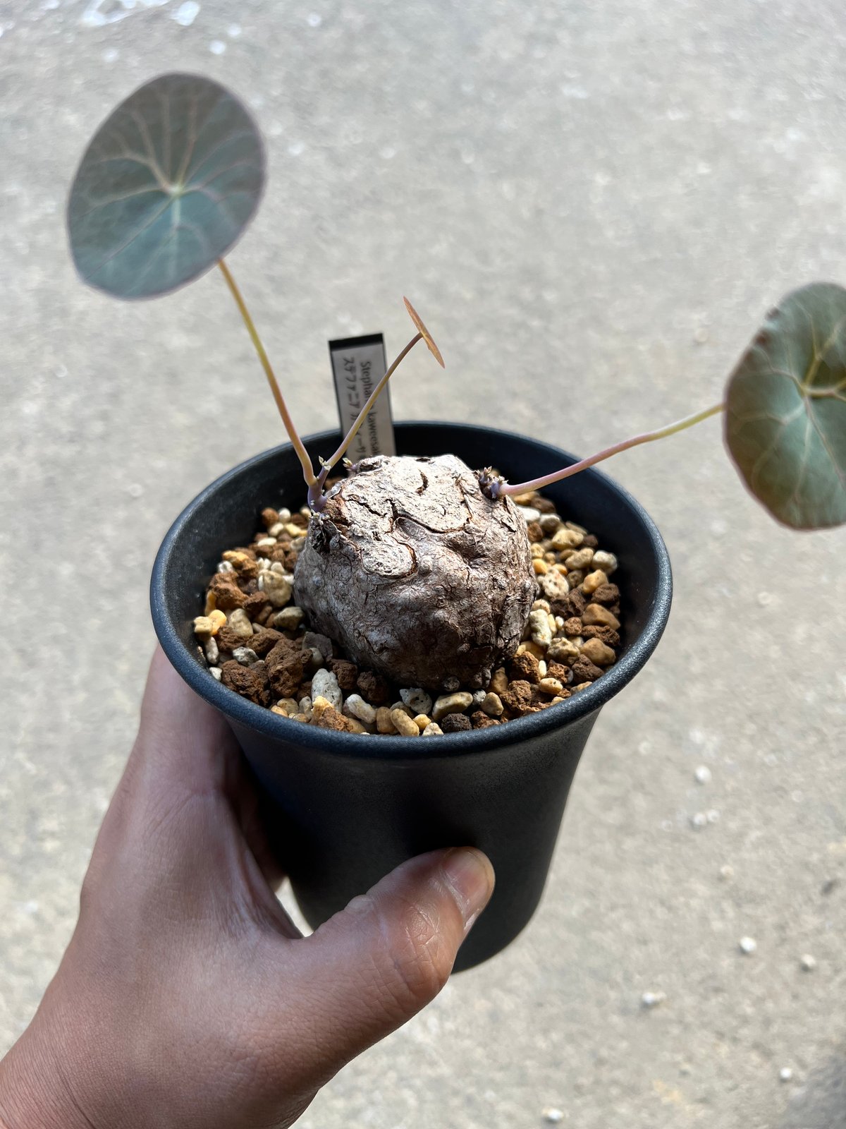 【極美株/塊根植物】ステファニア カウィーサキー　セレクト株　発根未確認 ＿*_様 極美株/塊根植物】ステファニア カウィーサキー セレクト