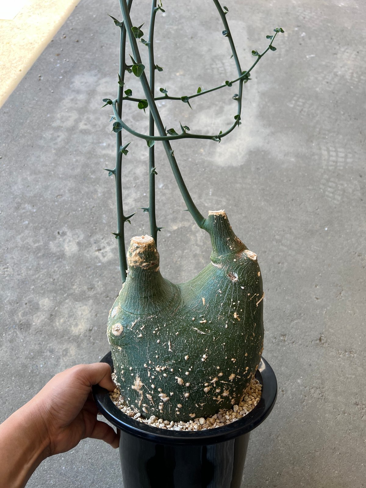 アデニアプセウドグロボーサ検ムランジーナスピノーサペチュエリー