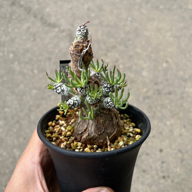 チレコドン　ペアルソニー　鉢ごと チレコドン ペアルソニー | GREEN LUCK