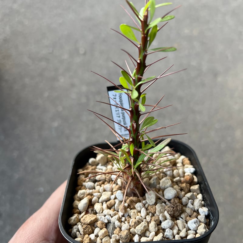 フォークイエリア プルプシー2 | STELLA.PLANTS