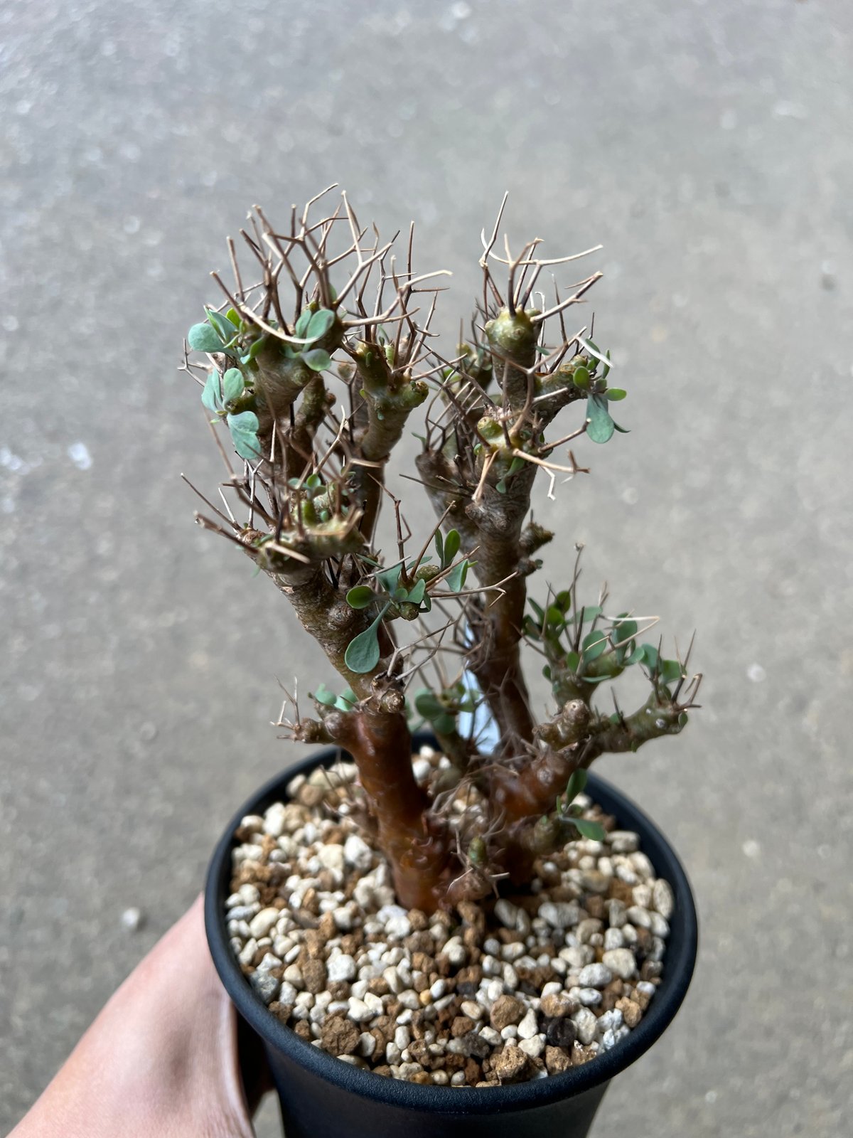 オトンナ カカリオイデス4株＋オマケでオトンナ ユーフォルビオイデス1株 オトンナ交配種 ユーフォルビオイデス♀✖️カカリオイデス♂ 個人的に