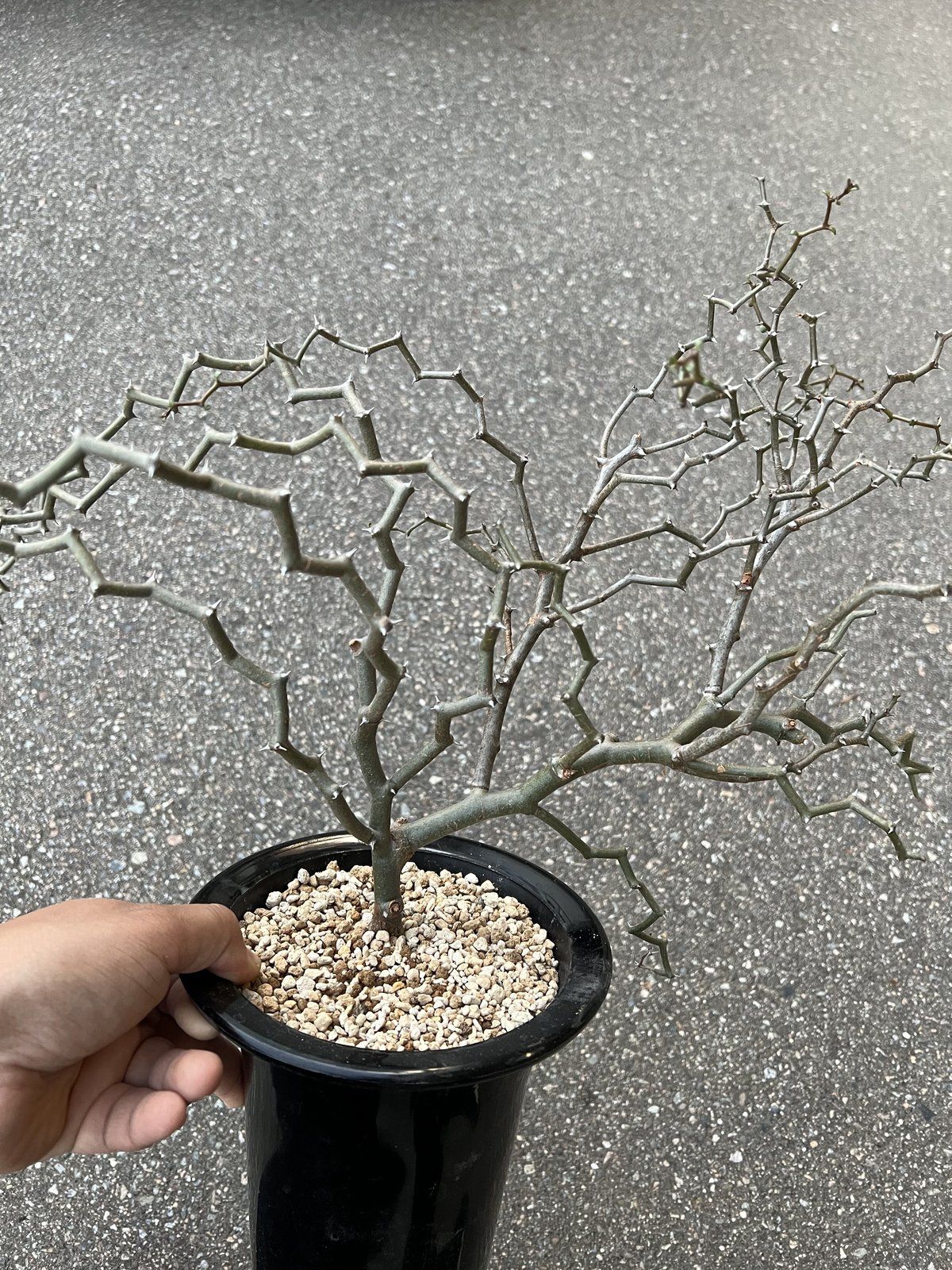 ジグザグの木 ｜ デカリア マダガスカリエンシス ② | 植物でワクワクを｜