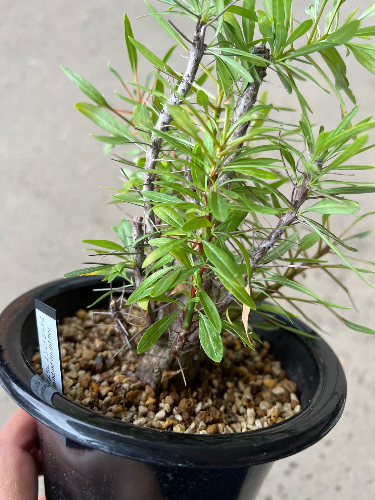 フォークイエリア プルプシー | STELLA.PLANTS フォークイエリア プルプシー | STELLA.PLANTS
