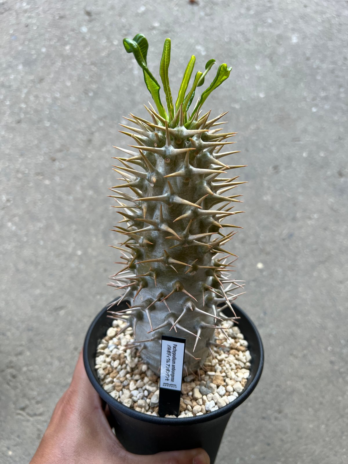 パキポディウム アンボンゲンセ | STELLA.PLANTS パキポディウム アンボンゲンセ | STELLA.PLANTS