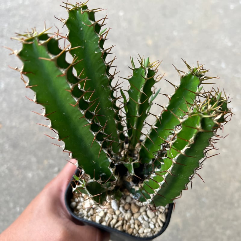 ユーフォルビア ムランジーナ6 | STELLA.PLANTS ユーフォルビア ムランジーナ6 | STELLA.PLANTS