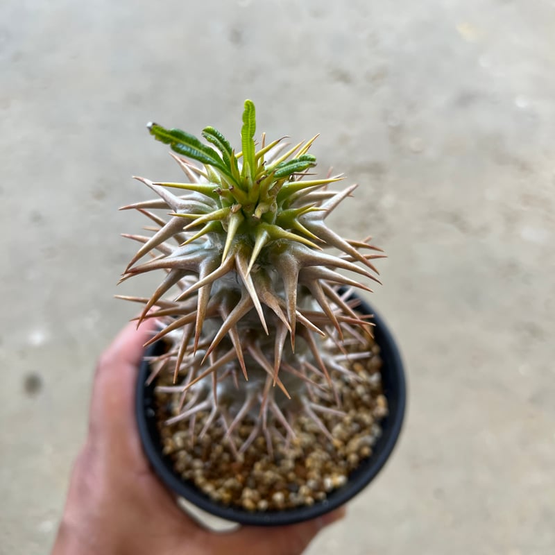 パキポディウム アンボンゲンセ | STELLA.PLANTS パキポディウム アンボンゲンセ | STELLA.PLANTS