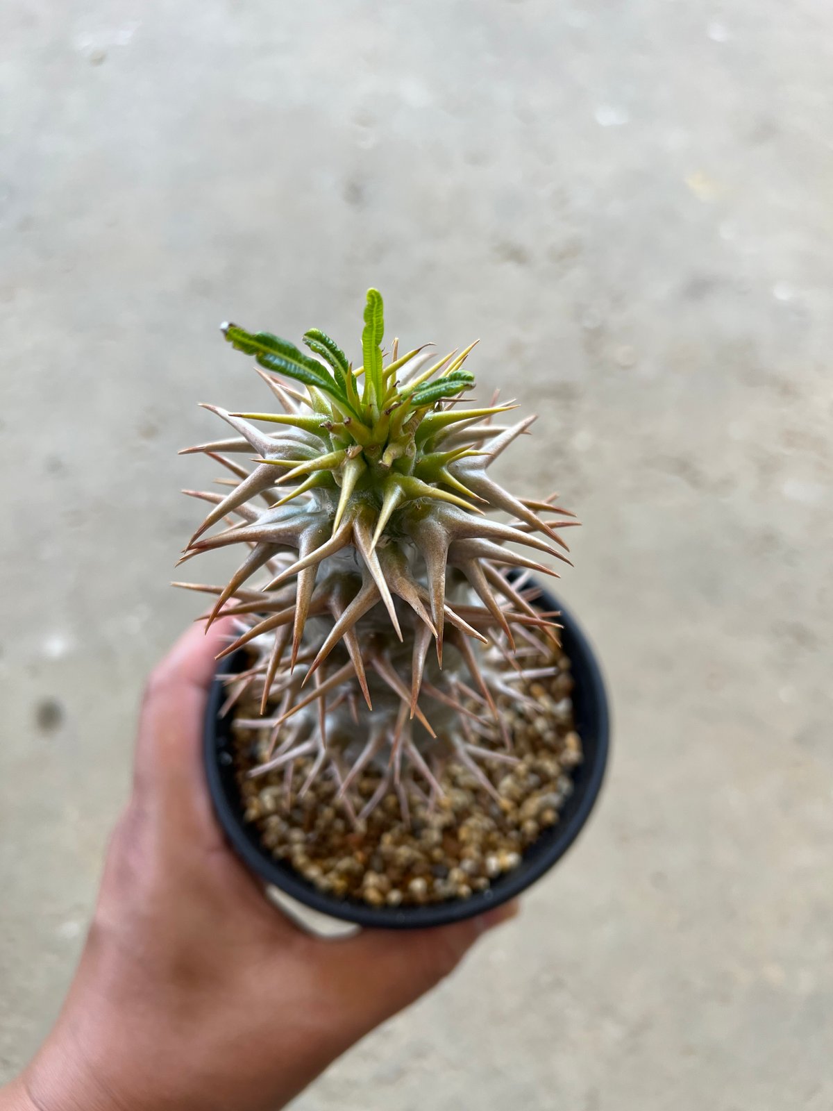 パキポディウム アンボンゲンセ | STELLA.PLANTS パキポディウム アンボンゲンセ | STELLA.PLANTS