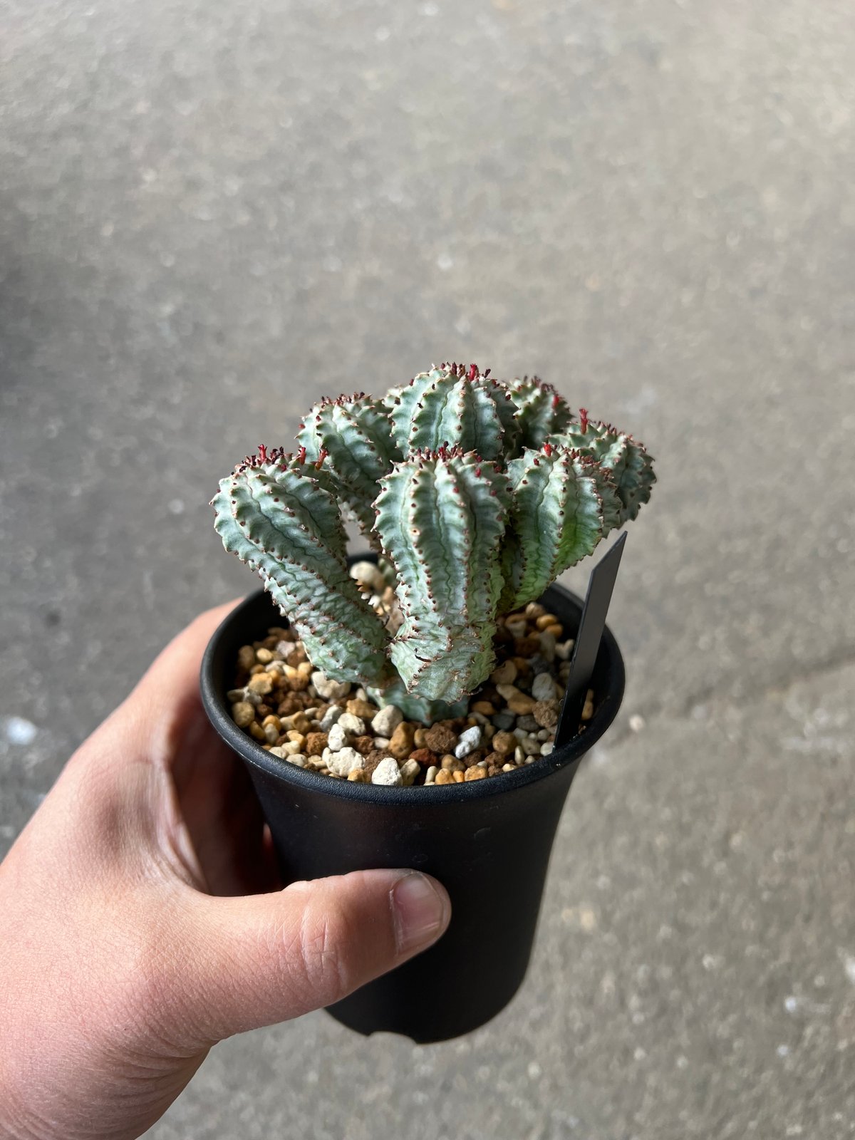 ユーフォルビア サブマミラリス錦 6 | STELLA.PLANTS