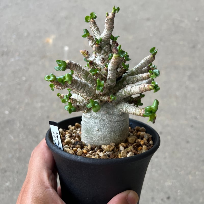 アデニウム DHA 獅子葉 10株 アデニウム D.H.A (獅子葉) 「Adenium