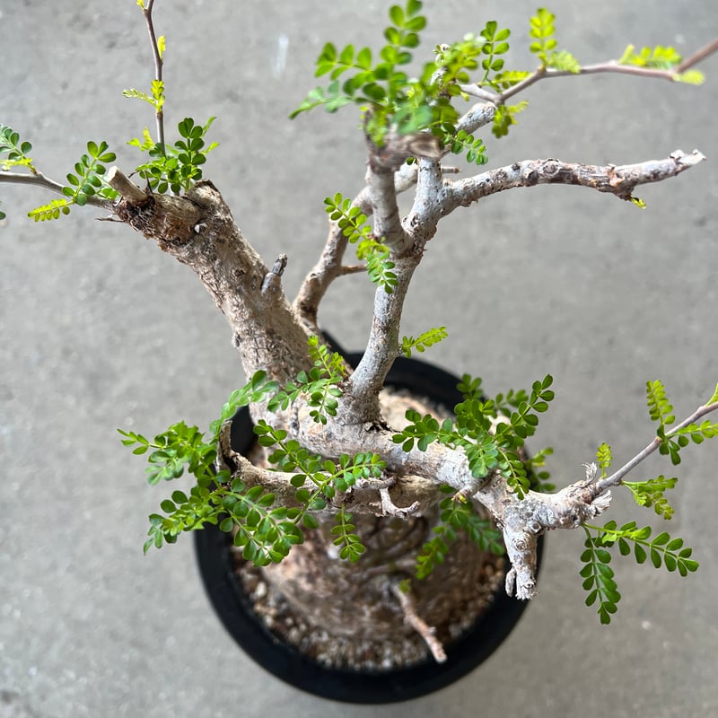 オペルクリカリア パキプス | STELLA.PLANTS オペルクリカリア パキプス | STELLA.PLANTS