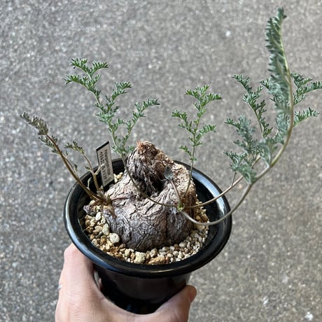 ペラルゴニウムトリステ | STORES