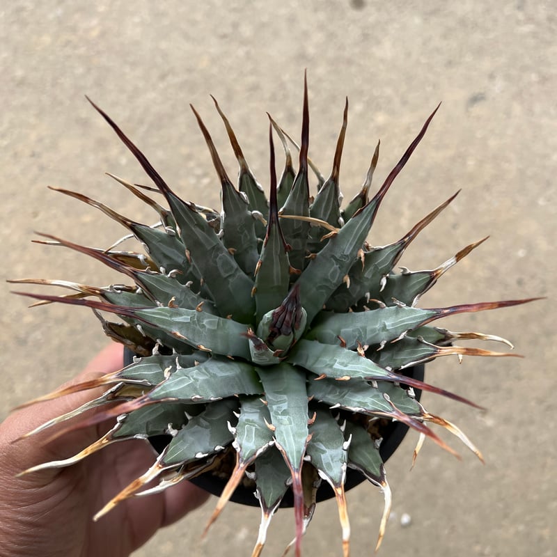 ユタエンシス　エボリスピナ アガベ・ユタエンシス・エボリスピナの基本情報・育て方｜多肉