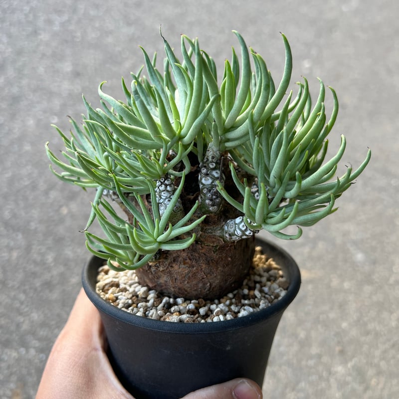 チレコドン ペアルソニー3.5-2 | STELLA.PLANTS