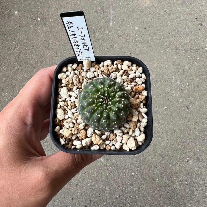 大株 ユーフォルビア ギムノカリキオイデス 6年管理 isla del pescado - Euphorbia gymnocalycioides-ユーフォルビア