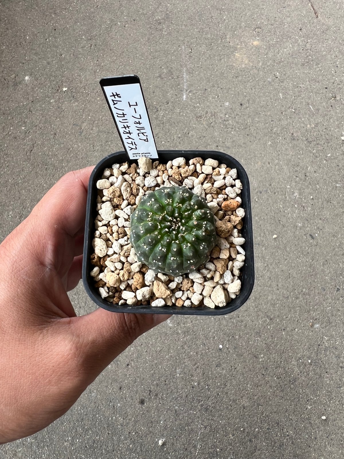 ユーフォルビア ギムノカリキオイデス3 | STELLA.PLANTS
