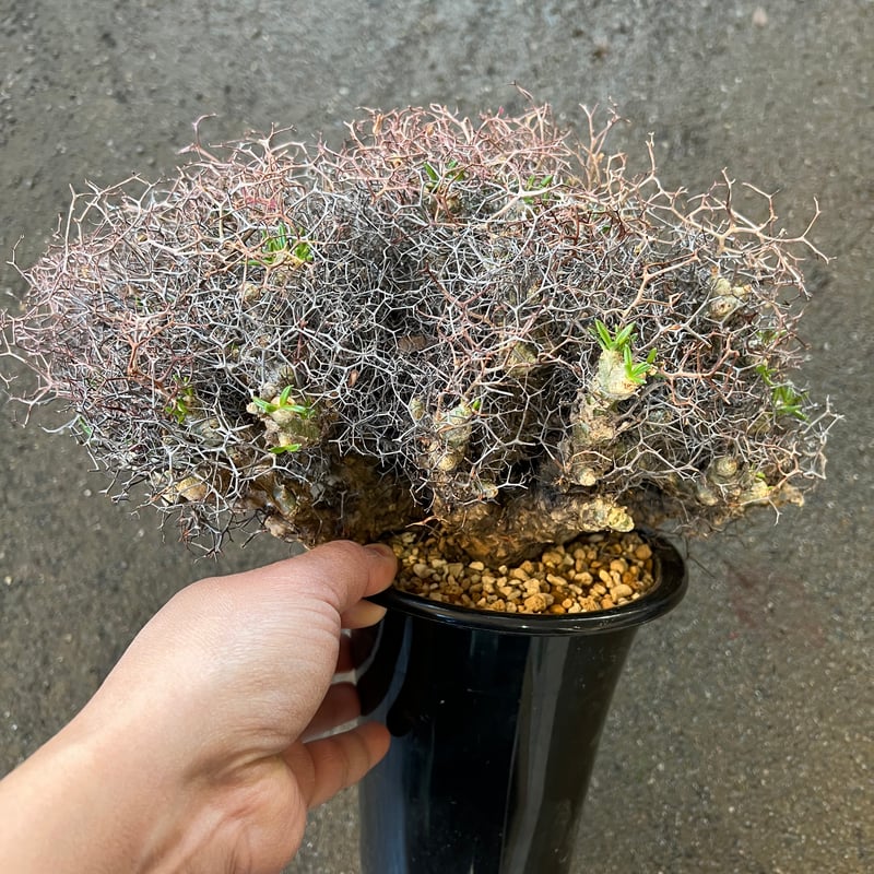チレコドン レティキュラータス 万物想 | STELLA.PLANTS チレコドン レティキュラータス 万物想 | STELLA.PLANTS
