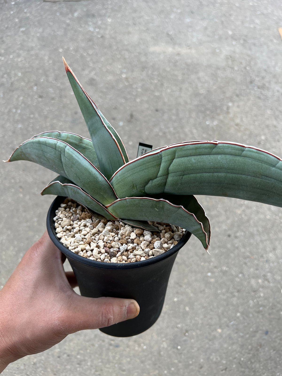 サンセベリア エーレンベルギー'バナナ' | STELLA.PLANTS サンセベリア エーレンベルギー'バナナ' | STELLA.PLANTS