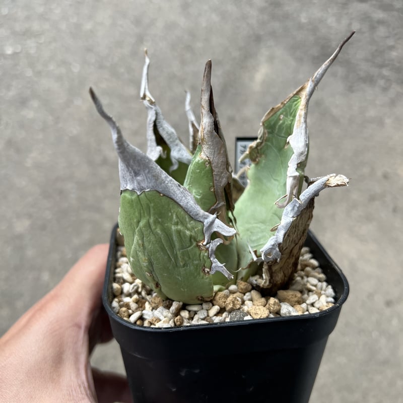 AGAVE OTEROI OAXACA 現地球オリジナルクローン ステゴサウルス AGAVE OTEROI OAXACA 現地球オリジナルクローン ステゴサウルス