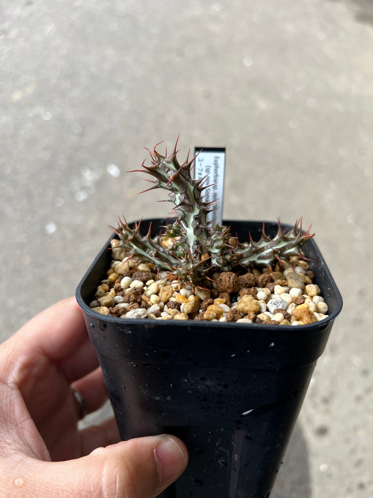 ユーフォルビア  SP ソマリア ユーフォルビア SP Euphorbia sp.Nova Somalia hordio 20230830