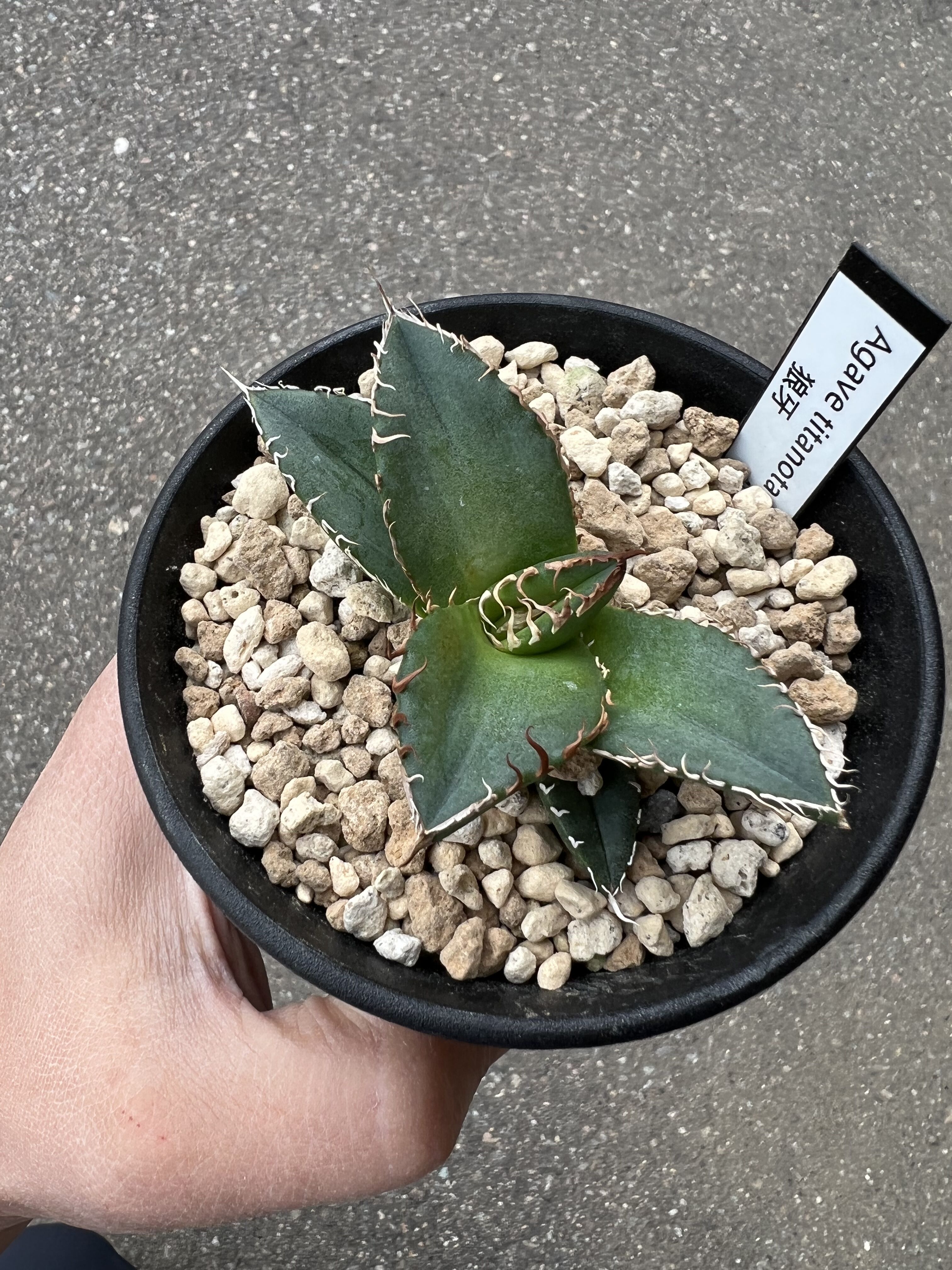 アガベ チタノタ '狼牙' | STELLA.PLANTS