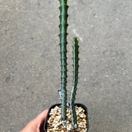 ⭐オベサ 2代目オベサを迎えました♪٩(*´꒳`*)۶ | きむにぃのお気楽日記