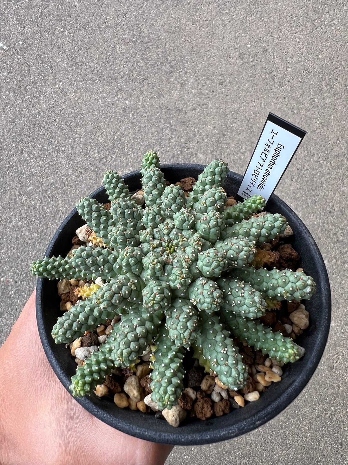 ユーフォルビア アトロビリディス1 | STELLA.PLANTS