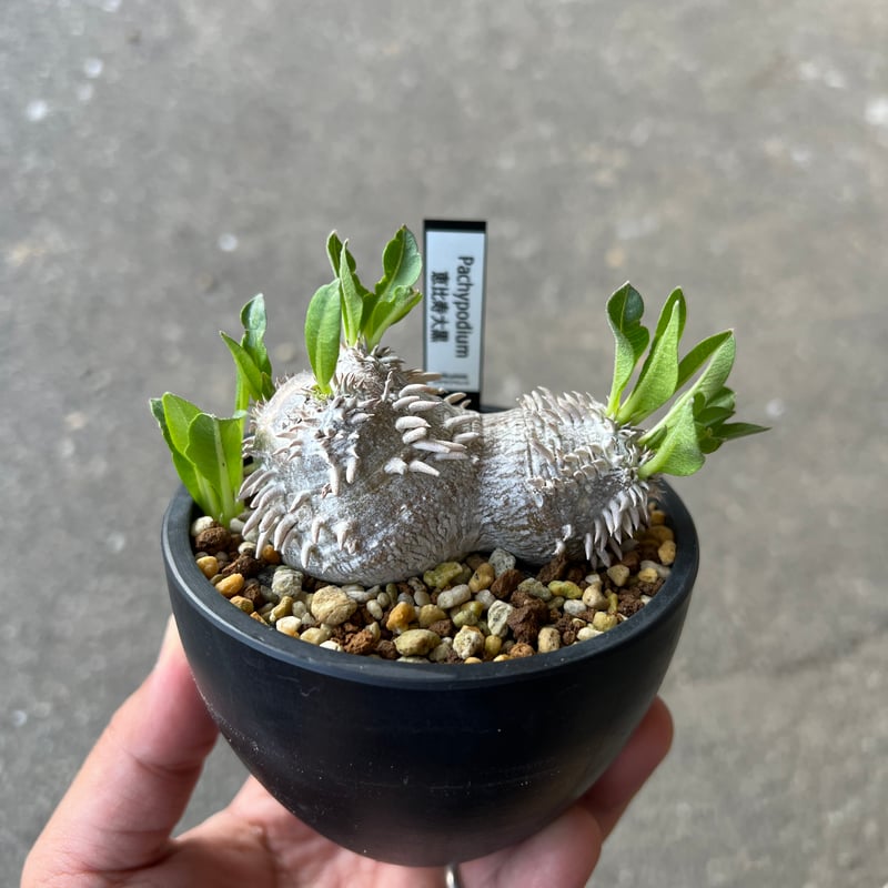 U032 ★発根済★美形パキポディウム グラキリス　当店養生株 パキポディウム グラキリス 発根済 美形 U032 ☆発根済☆美形