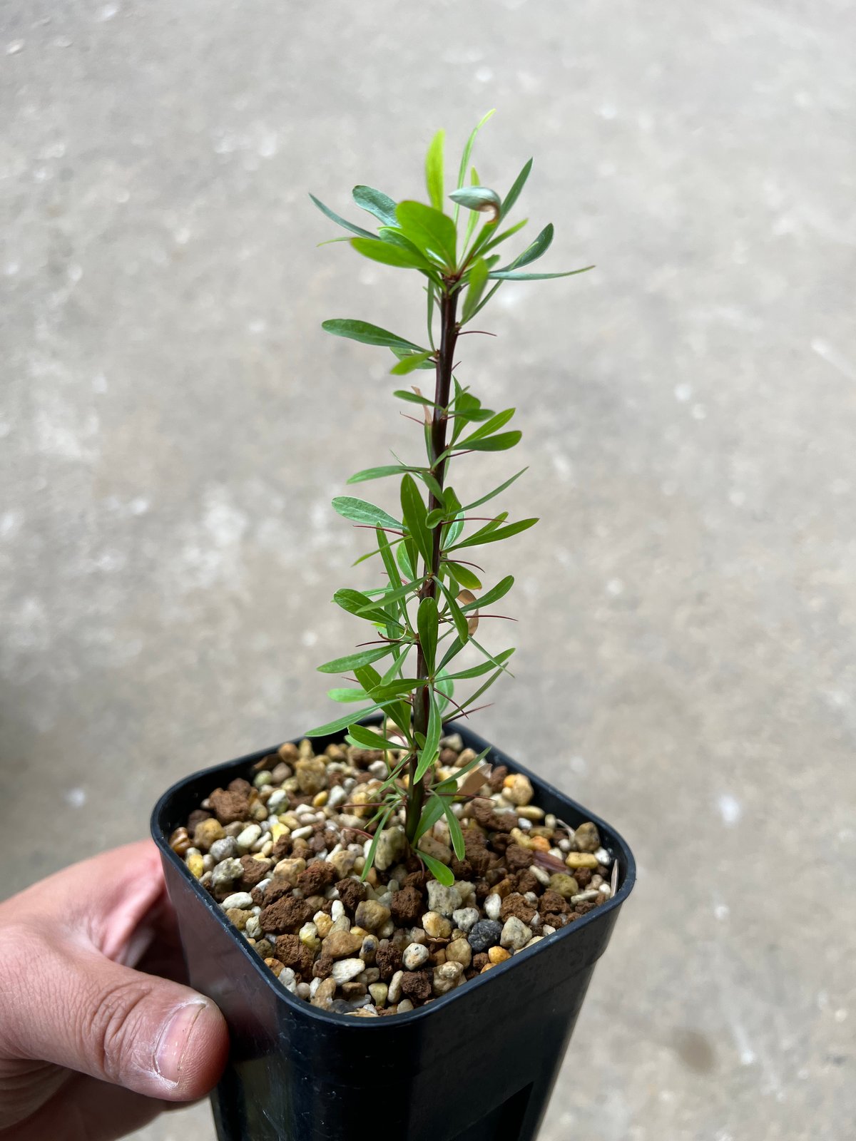 フォークイエリア プルプシー挿木2 | STELLA.PLANTS