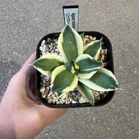 アガベ チタノタ '狼牙' | STELLA.PLANTS