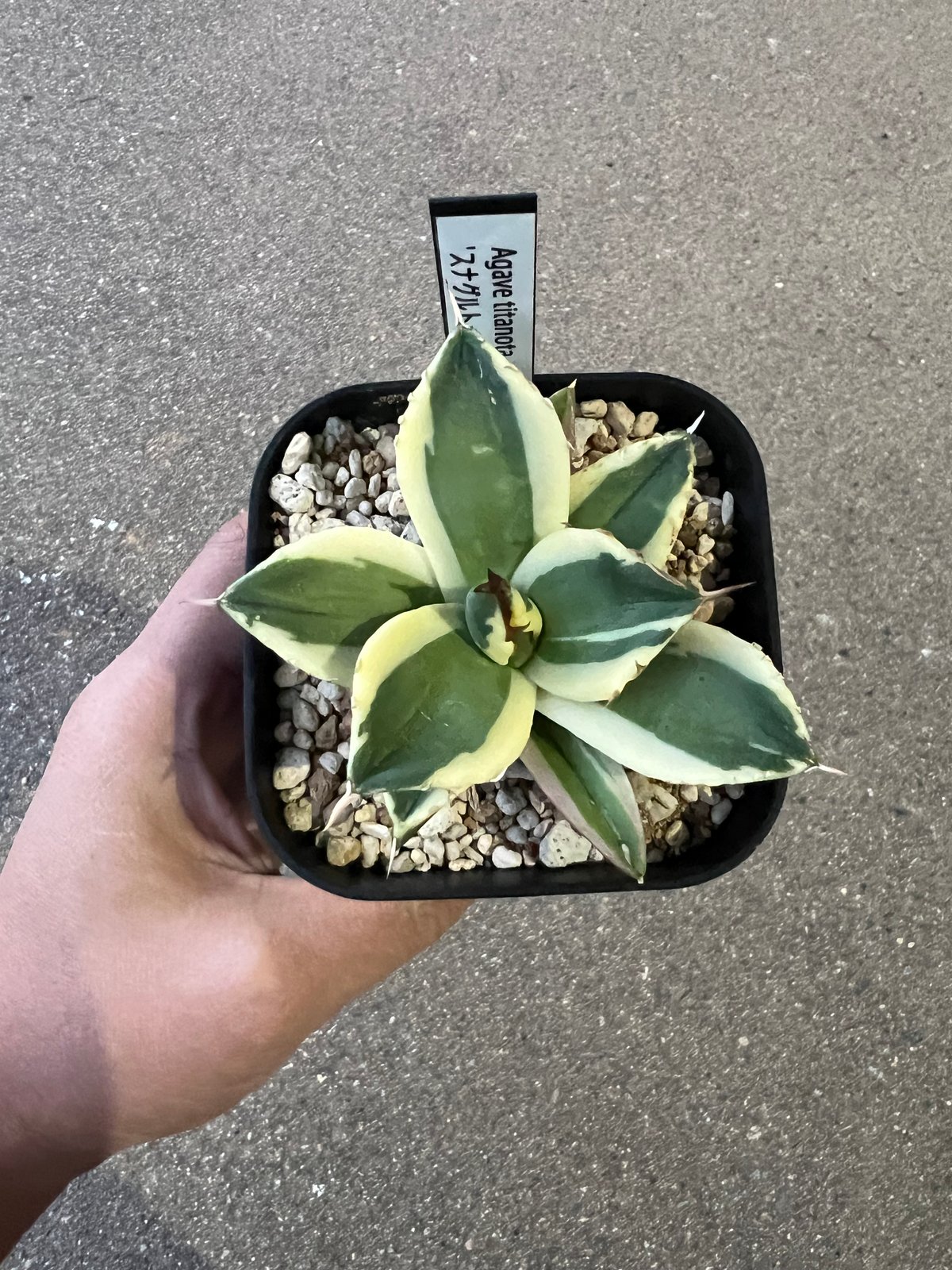 アガベ チタノタ スナグルトゥース 2 | STELLA.PLANTS