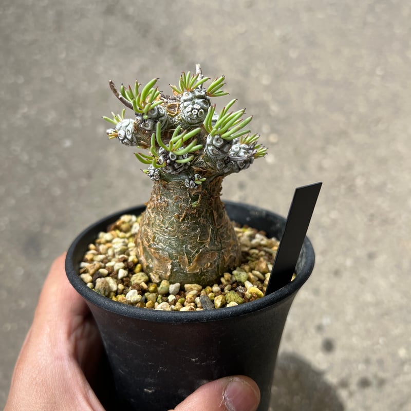 チレコドン ペアルソニー★抜き苗★ チレコドン ペアルソニー2 | STELLA.PLANTS