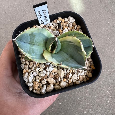 ジャガーノート | STORES