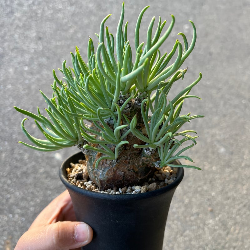 チレコドン ペアルソニー3.5-5 | STELLA.PLANTS