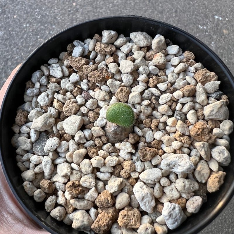 チレコドン　ノルティー チレコドン ノルティ1 | STELLA.PLANTS