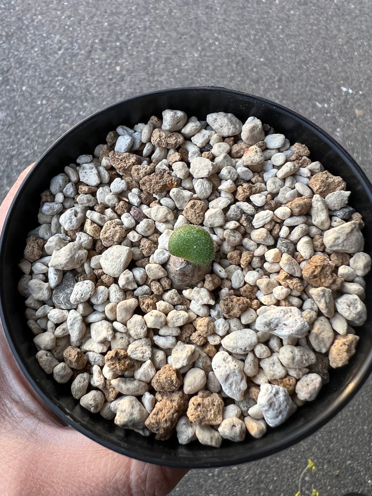 チレコドン ノルティ1 | STELLA.PLANTS