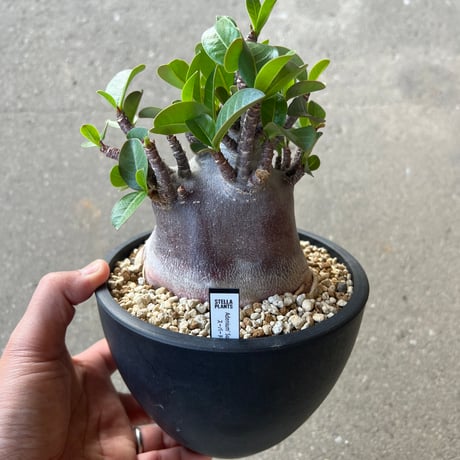 STELLA.PLANTS