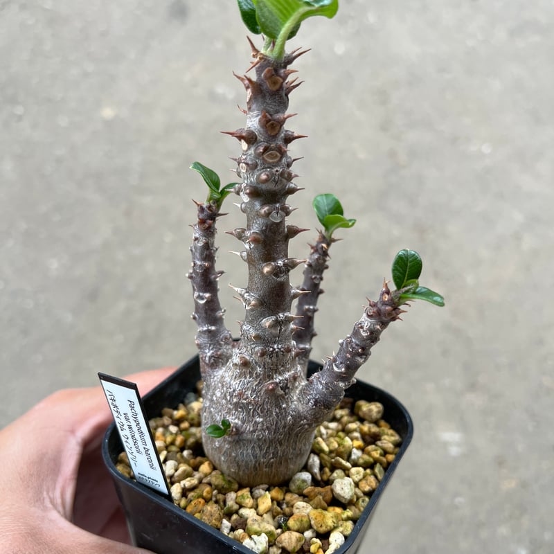 パキポディウム ウィンゾリー | STELLA.PLANTS - 塊根植物 パキポディウム ウィンゾリー | STELLA.PLANTS - 塊根植物