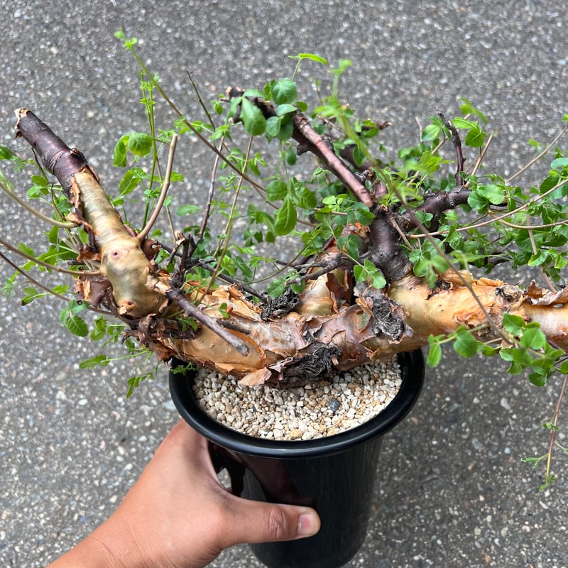 コミフォラ ボラネンシス | STELLA.PLANTS