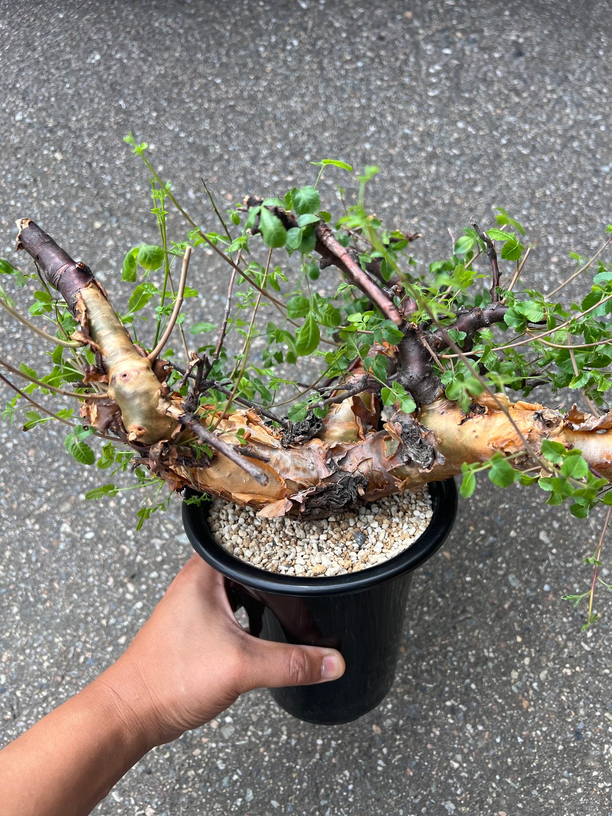 コミフォラ ボラネンシス | STELLA.PLANTS