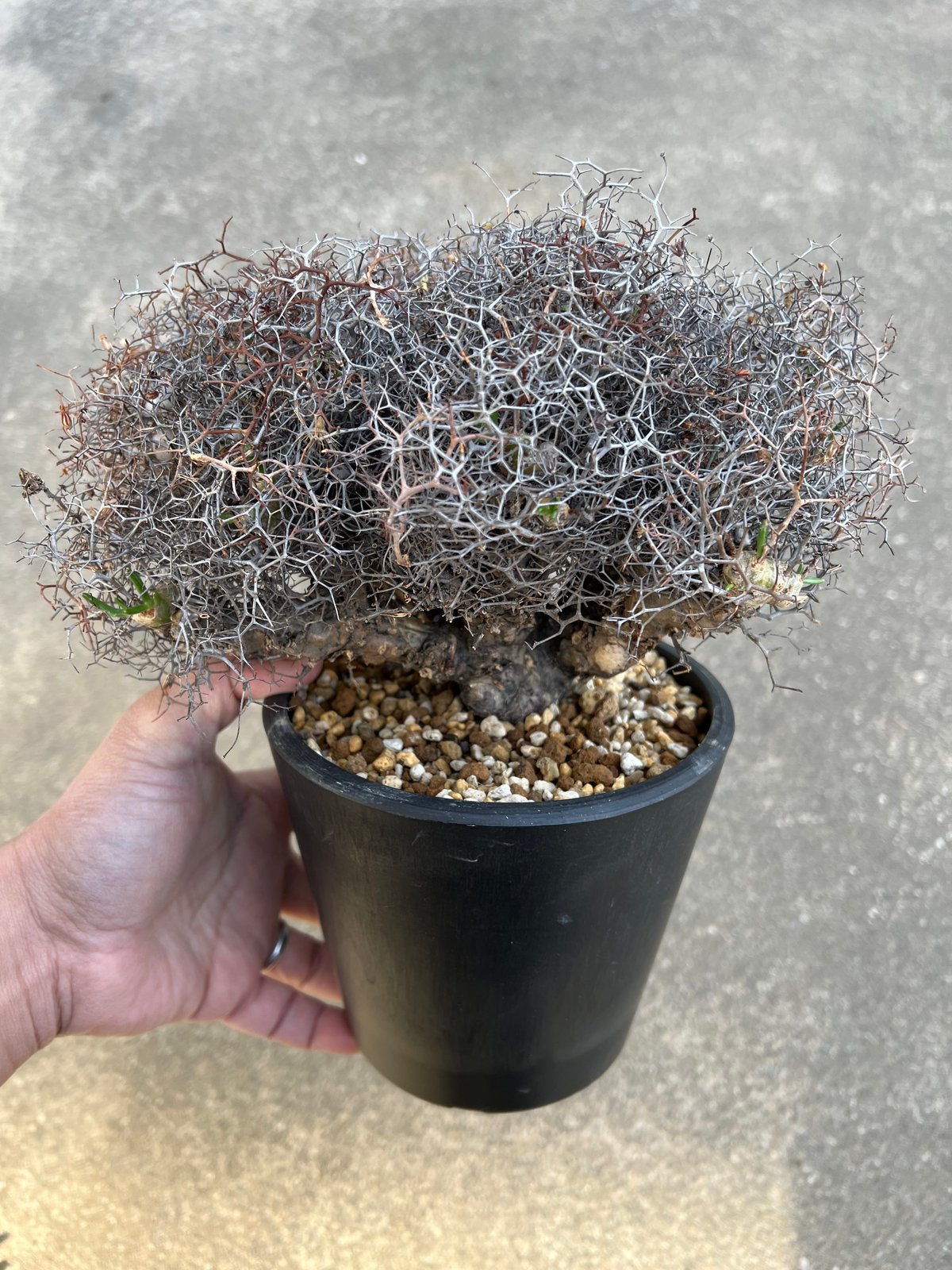 チレコドン レティキュラータス 万物想 | STELLA.PLANTS チレコドン レティキュラータス 万物想 | STELLA.PLANTS