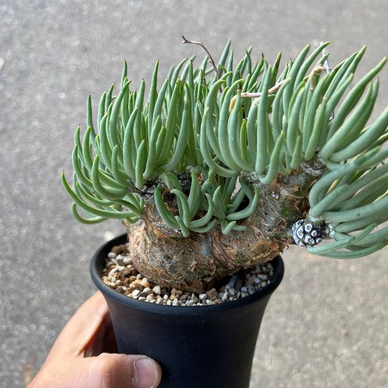 チレコドン ペアルソニー3.5-3 | STELLA.PLANTS