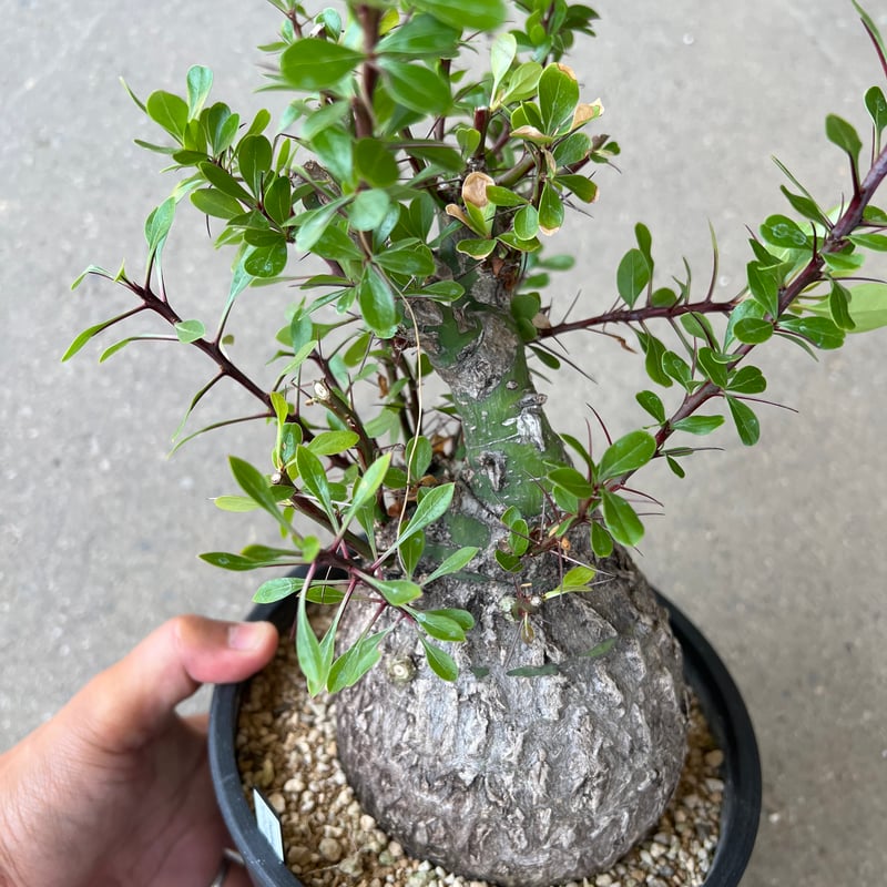 フォークイエリア　ファシクラータ　鉢ごと フォークイエリア ファシクラータ | hanayoshi-botanical