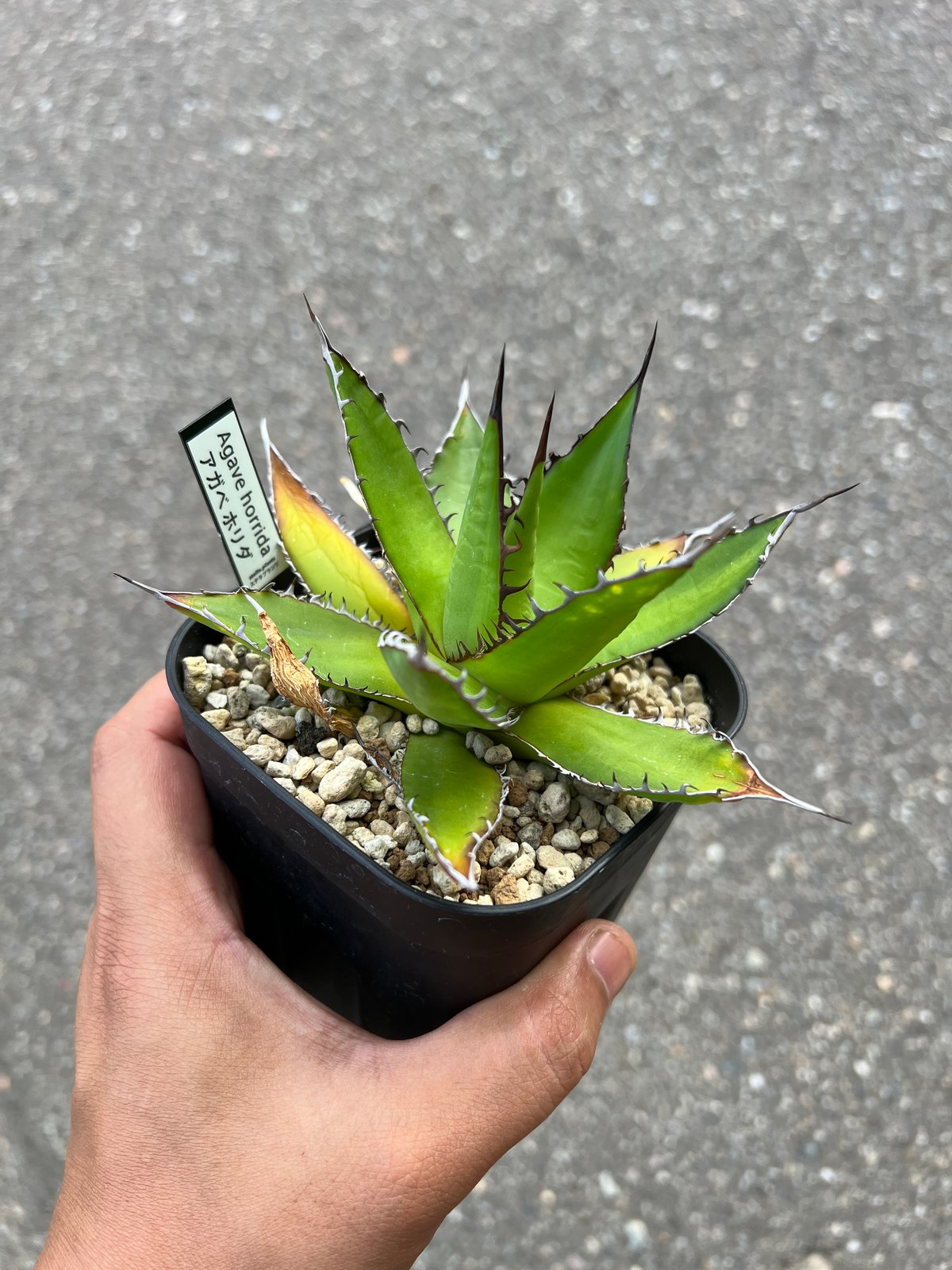 アガベ ホリダドワーフ カリフォルニア | STELLA.PLANTS アガベ ホリダドワーフ カリフォルニア | STELLA.PLANTS