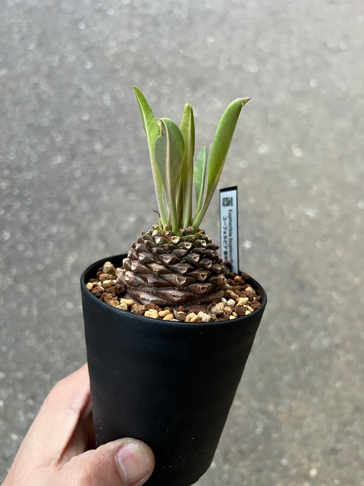 観葉植物 ユーフォルビア 鉄甲丸 大株 （鉢付き)